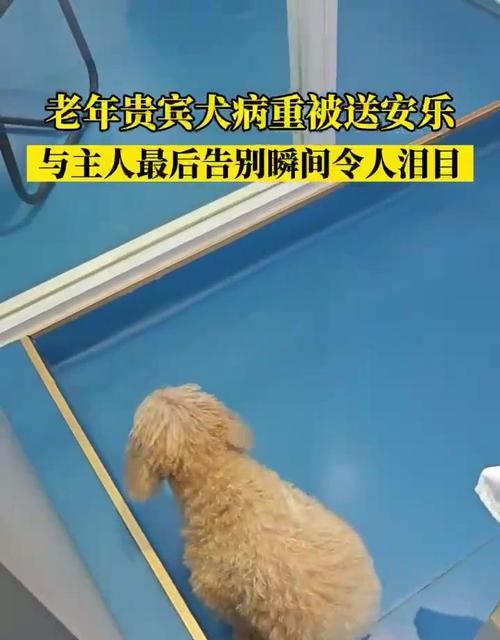 文章详情图片
