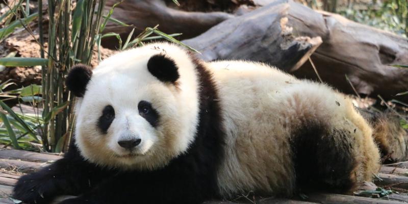 文章详情图片