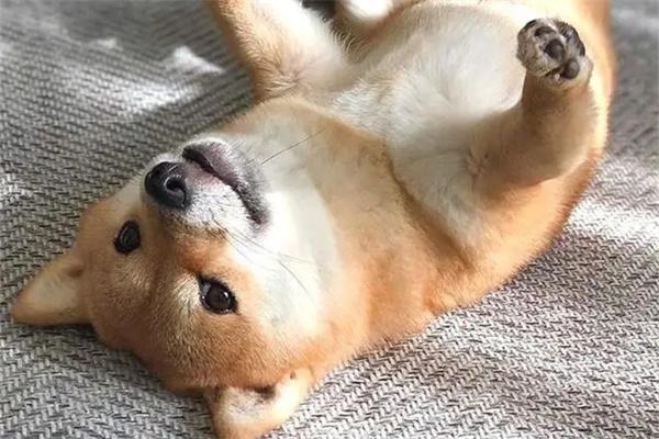 怎么抱狗狗？