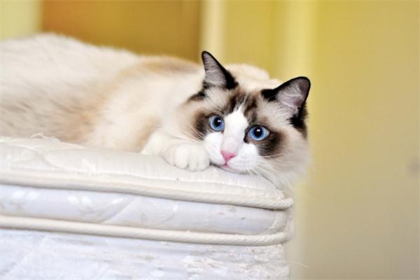 猫咪的眼睛有白色分泌物