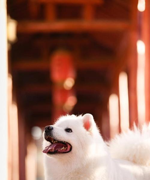 文章详情图片