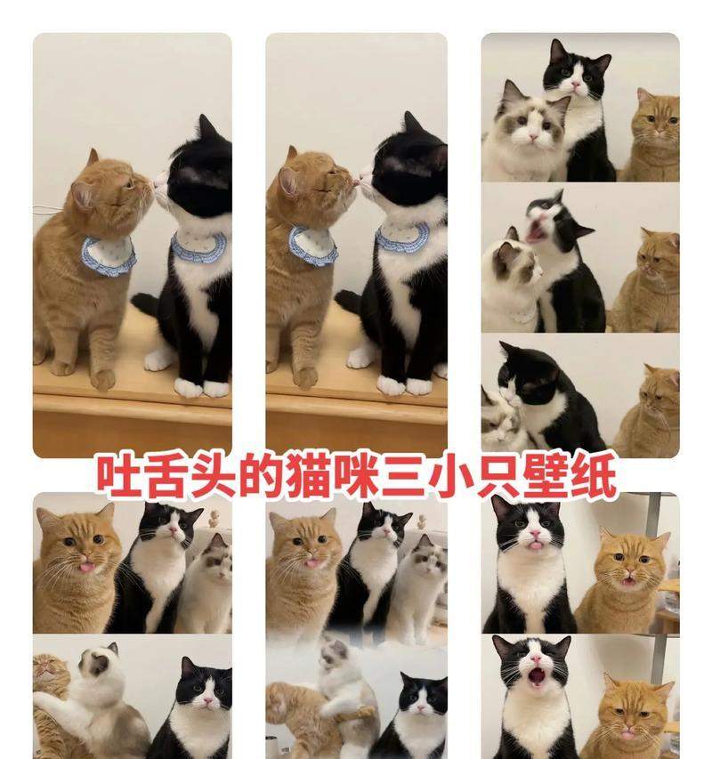 猫为什么吐舌头？（揭开猫咪舌头的神秘面纱）