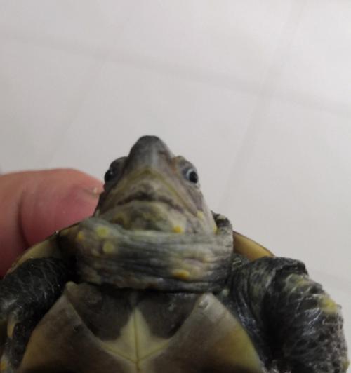 文章详情图片