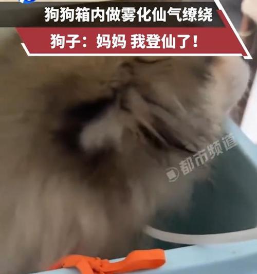 文章详情图片