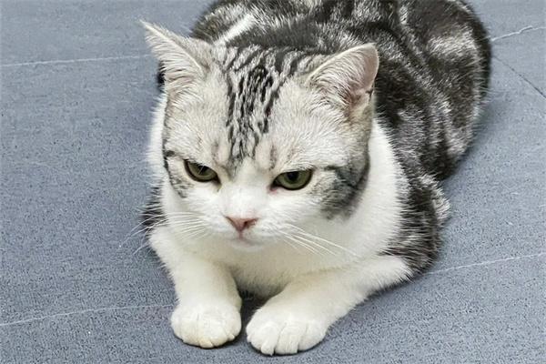 猫咪发出呼噜声正常吗？