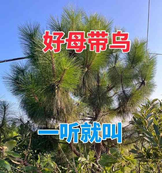 文章详情图片