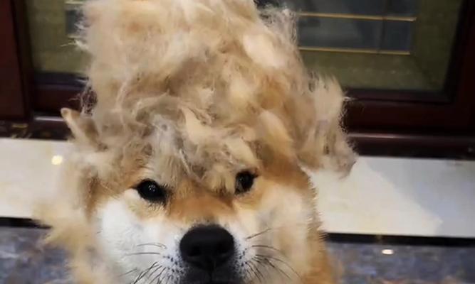 文章详情图片