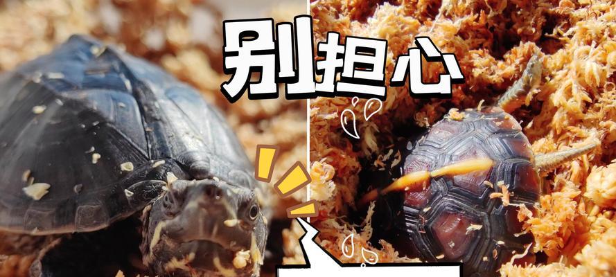 文章详情图片