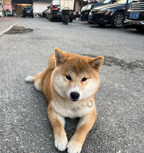 文章详情图片