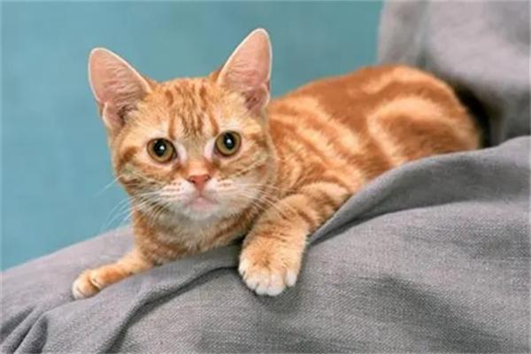 猫咪发烧怎么办？