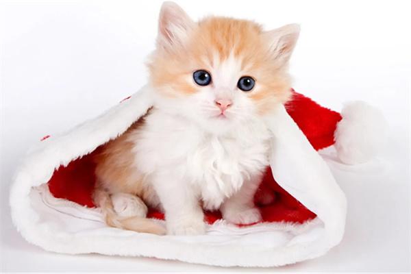 猫咪发烧怎么处理？