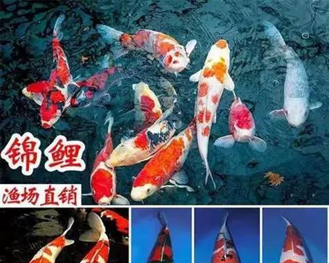 文章详情图片