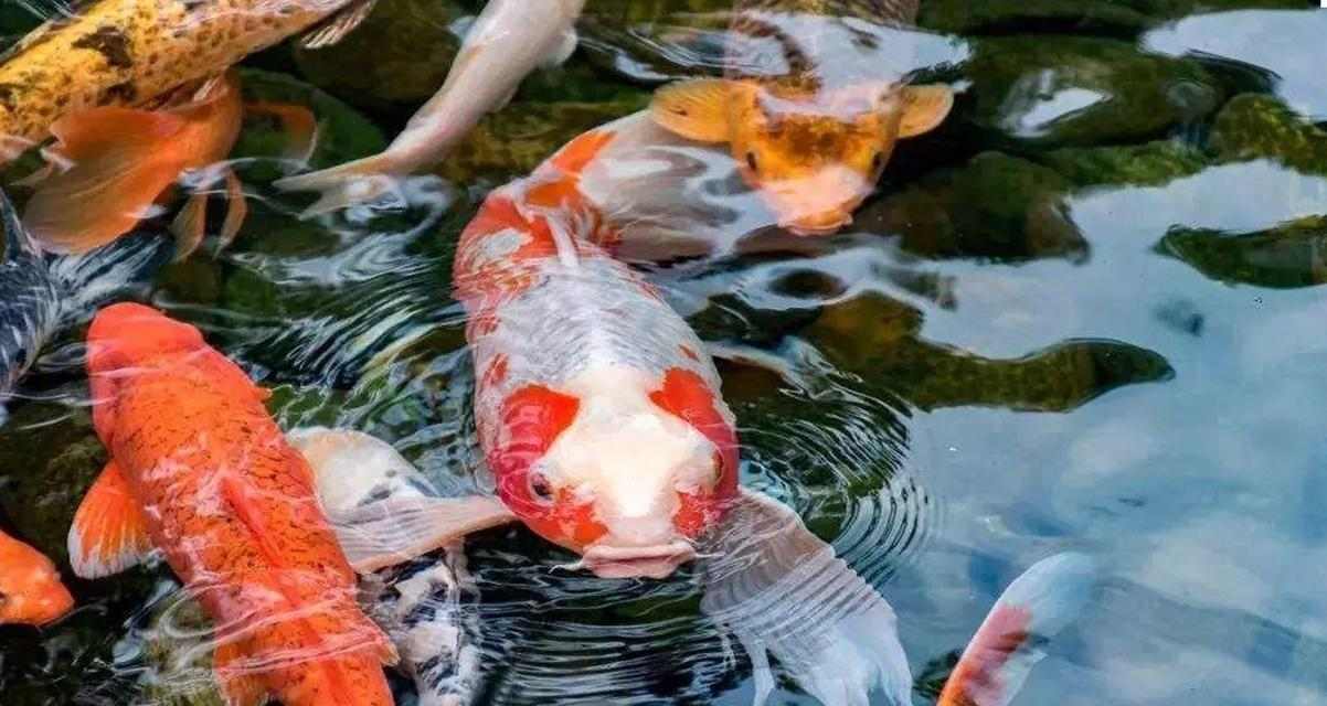 文章详情图片