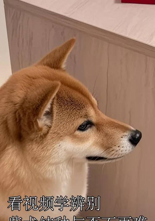 文章详情图片