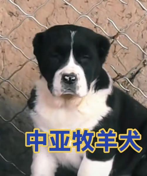 文章详情图片