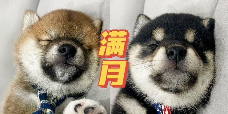 文章详情图片