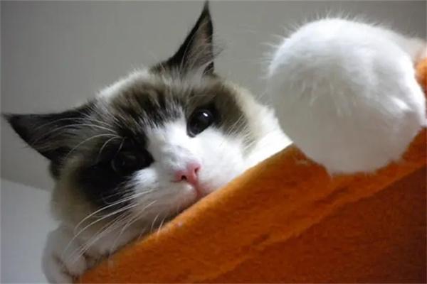 流浪猫之间为什么会打架？