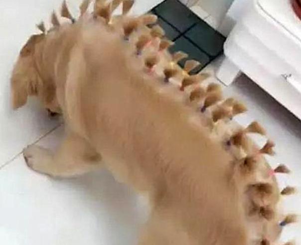 文章详情图片