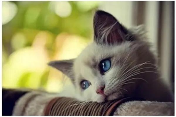 为什么公猫发情后会变瘦？