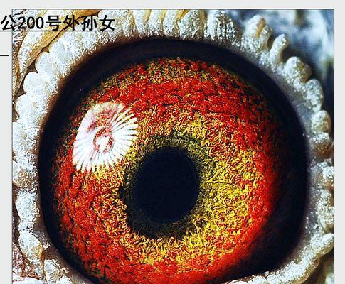 文章详情图片