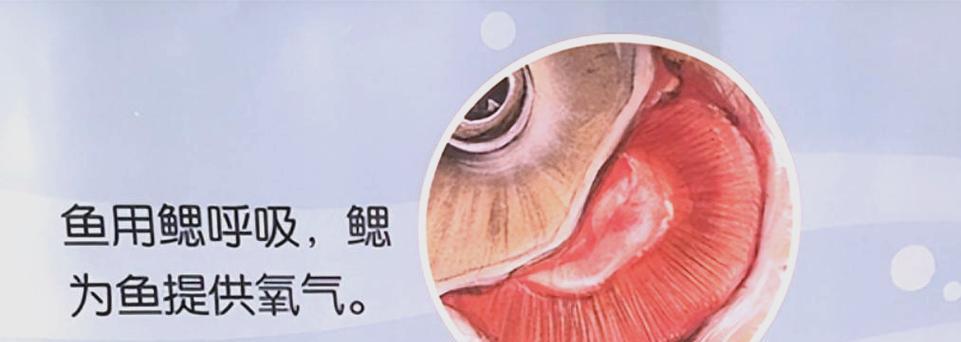文章详情图片