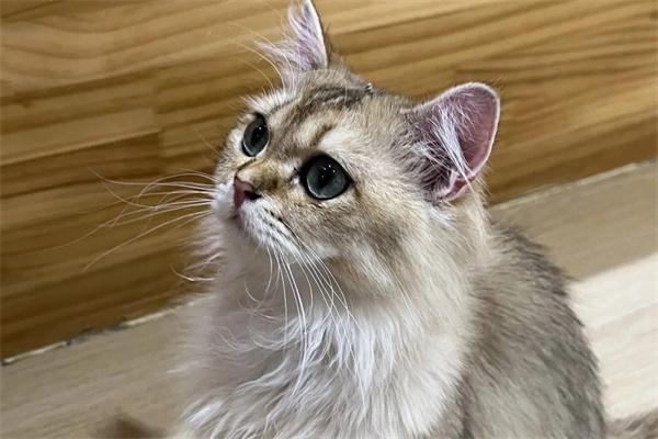 怎么根据猫咪的五官来辨别它们的性别？
