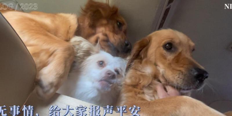 文章详情图片