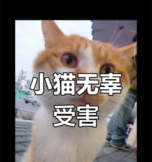 文章详情图片