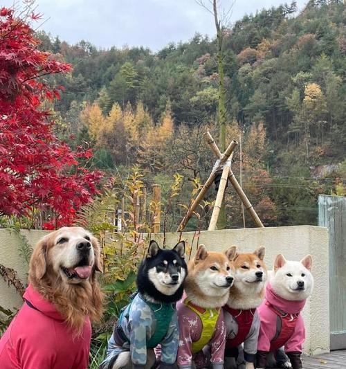 文章详情图片