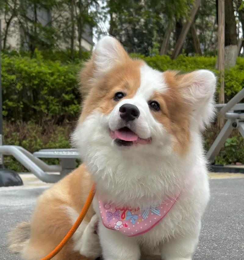 文章详情图片