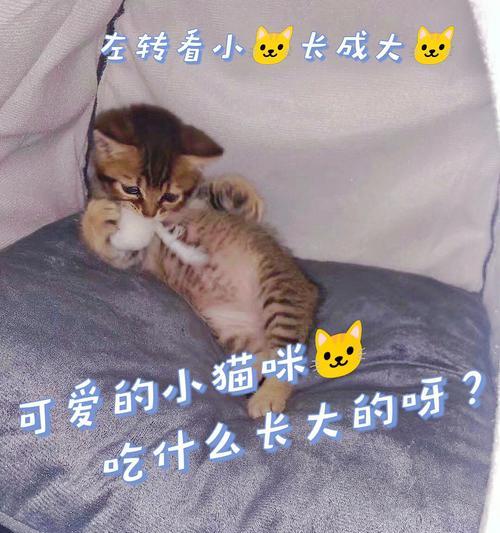 小猫的饮食偏好（揭秘小猫最爱吃的食物及营养需求）