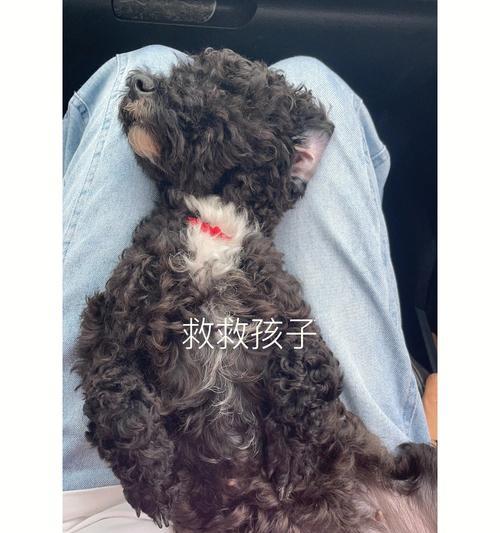 文章详情图片
