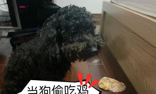 泰迪狗狗呕吐后的适宜食物选择（有效的食物选择能帮助泰迪狗狗恢复健康）