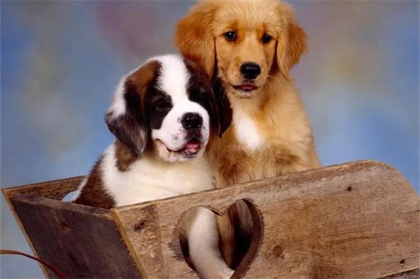 如何训练金毛犬叼东西？