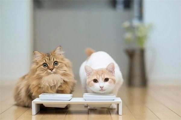 猫主食罐头怎么选？
