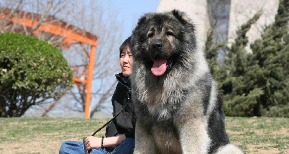狗狗的遗传奇迹（探索高加索犬与其他犬种的遗传相似性及差异性）