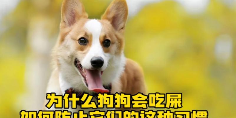 文章详情图片