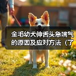 金毛幼犬伸舌头急喘气的原因及应对方法（了解幼犬急喘气背后的原因，保护金毛宝宝的健康）（图4）