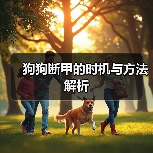 狗狗断甲的时机与方法解析（图4）