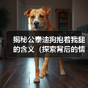 揭秘公泰迪狗抱着我腿的含义（探索背后的情感需求与行为表达）（图4）