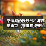 泰迪狗的换牙时机与注意事项（泰迪狗换牙的关键时期及正确护理方法）（图3）