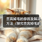 贵宾掉毛的原因及解决方法（探究贵宾掉毛的问题，保持贵宾犬健康光滑毛发）（图1）
