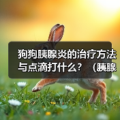 狗狗胰腺炎的治疗方法与点滴打什么？（胰腺炎治疗的关键-合适的点滴药物选择）（图4）