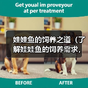 娃娃鱼的饲养之道（了解娃娃鱼的饲养需求，让你的宠物健康快乐）（图1）