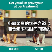 小凤尾鱼的饲养之道（喂食频率与时间间隔的重要性）（图4）
