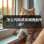 怎么判断虎皮鹦鹉的年龄？（图4）
