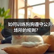 如何训练狗狗遵守公共场所的规则？（图3）