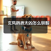 玄凤鹦鹉太凶怎么驯服？（图4）