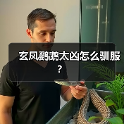 玄凤鹦鹉太凶怎么驯服？
