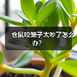 仓鼠咬笼子太吵了怎么办？（图2）